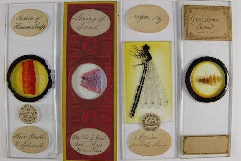 Victorian and vintage microscope slides