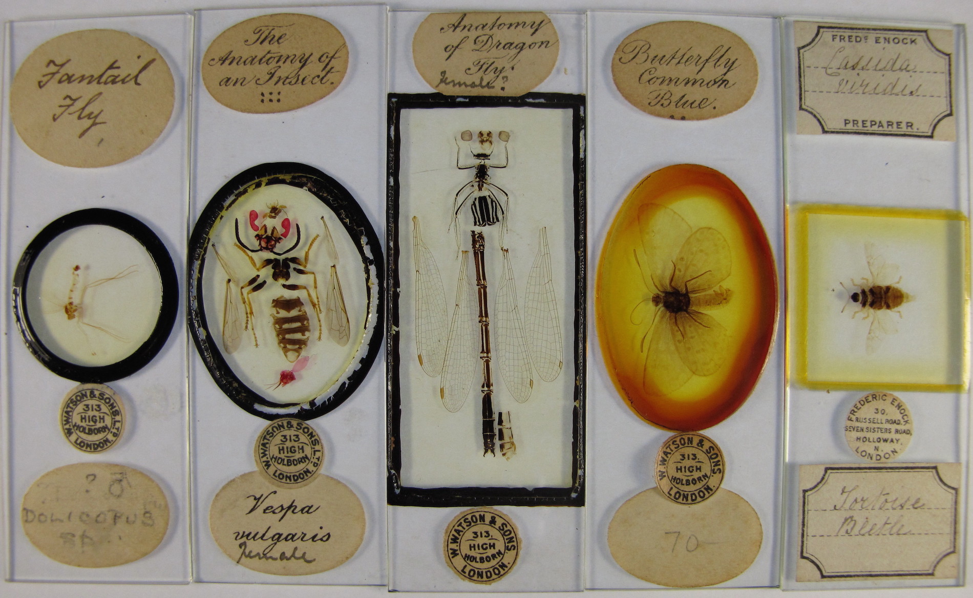  Antique Microscope Slides Wanted