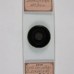  W.A.Firth. Foraminifera from Lord Bandon