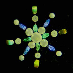   Rosette of Scales from Butterflies & Diatoms