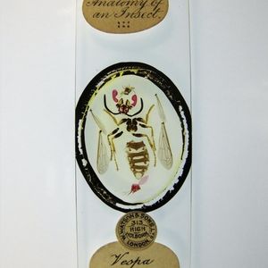   Anatomy of an insect by Watson & Sons Ltd.
