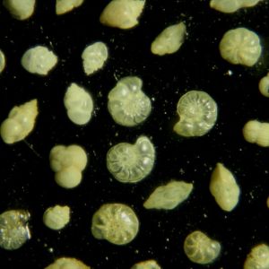  W.A.Firth. Foraminifera from Lord Bandon