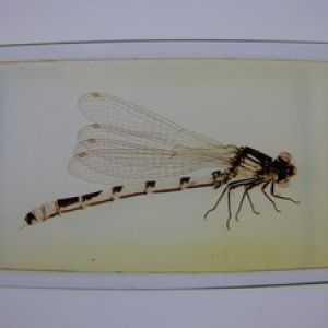  W.Watson. Small Dragon Fly. Oversized slide