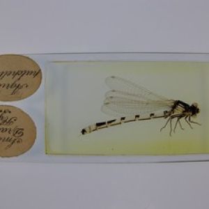  W.Watson. Small Dragon Fly. Oversized slide