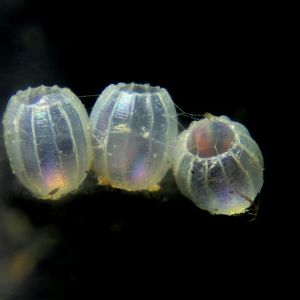  Type slide of Butterflies & Moths Eggs
